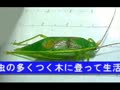 虫の声〜アオマツムシ