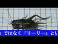 虫の声〜タイワンエンマコオロギ