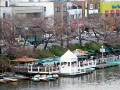 春の飯田橋（桜と電車）