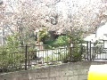 遊歩道の桜吹雪