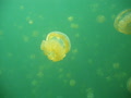 Jellyfish lake