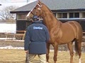 種牡馬　ディープスカイ　お披露目