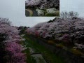 多摩の桜散策