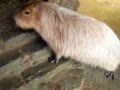 ミゾレの中の動物たち　～長崎バイオパーク～