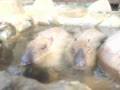 いよいよ開店！カピバラ露天温泉