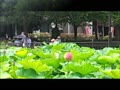 まだ咲き初めの不忍池のハス　令和元年7月13日.mp4