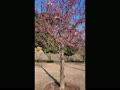 桜開花―金沢城公園
