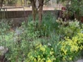 4月の庭