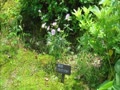 湯沢高原の植物