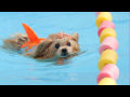 2023年08月27日小型犬水泳大会☆ギャラリーの驚きの「あー！」と、がっかりの「あ～」